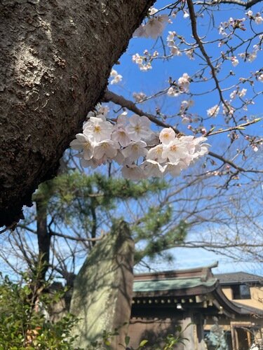 桜の花も咲き始めました